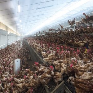 Chicken Litter Fertilizer for Sale | Bulk Organic Poultry Manure Suppliers